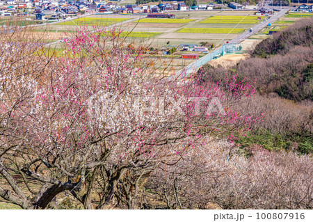 美しい梅林風景 100807916
