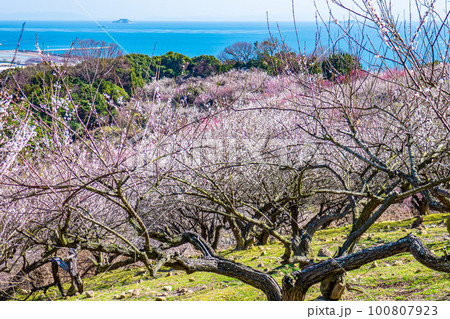 美しい梅林風景 100807923