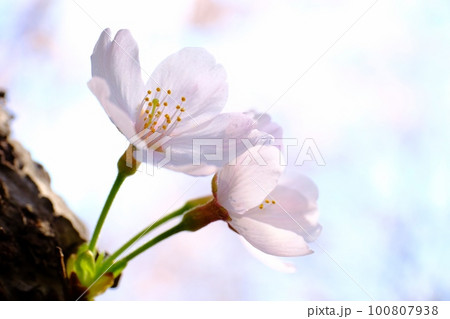 愛おしい桜の花 100807938