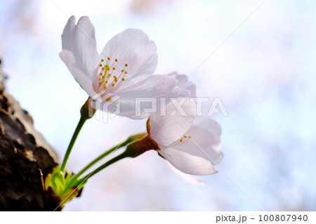 愛おしい桜の花 愛おしい桜の花 100807940