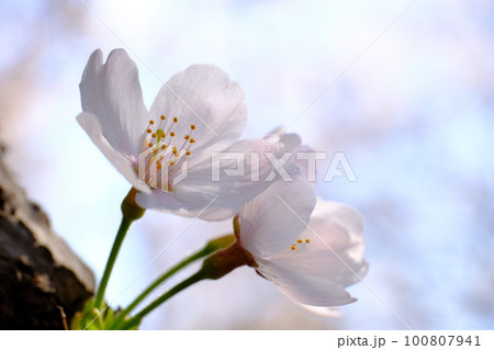 愛おしい桜の花 愛おしい桜の花 100807941