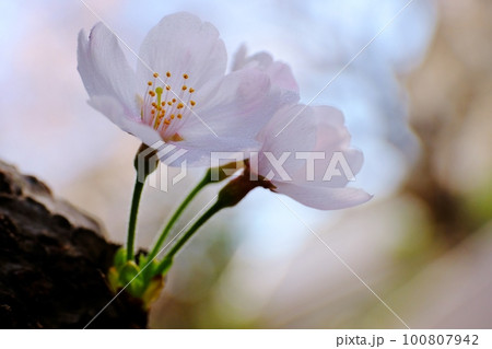 愛おしい桜の花 愛おしい桜の花 100807942