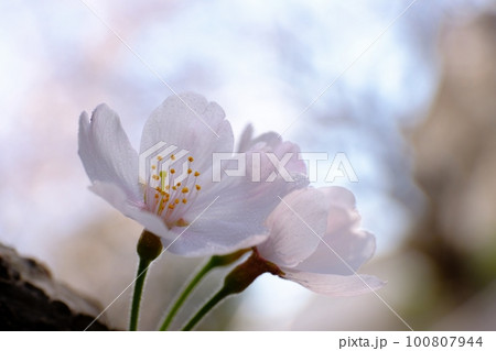愛おしい桜の花 100807944