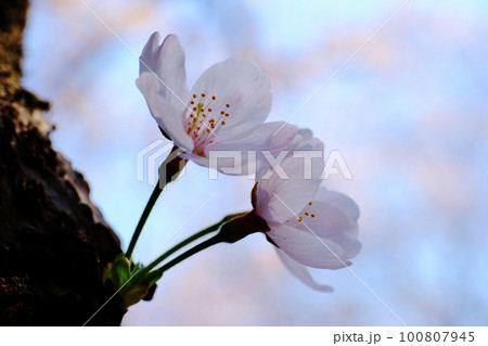 愛おしい桜の花 100807945