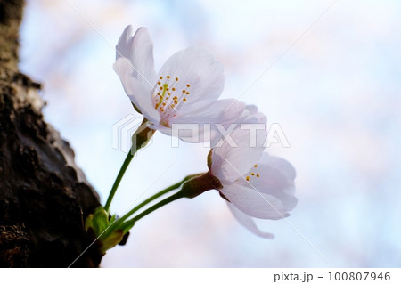 愛おしい桜の花 愛おしい桜の花 100807946