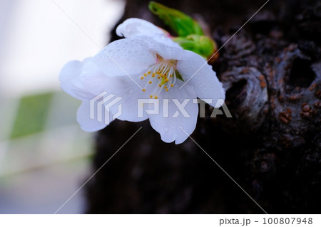 愛おしい桜の花 100807948