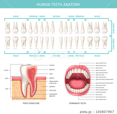 激レア 歯 tooth 80年代 人体解剖図 anatomical chart