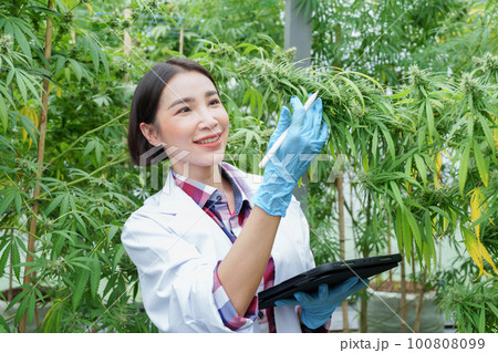 cannabis farm, researchers are examining the yield of each cannabis flower and using tablet computers to collect the results. cannabis farm, researchers are examining the yield of each cannabis flower and using tablet computers to collect the results. 100808099