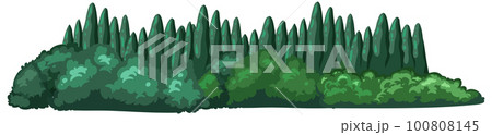 Coniferous forest on white background Coniferous forest on white background 100808145