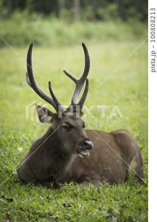 male sambar deer lying on green grass field ,Khao yai national park is one of most popular natural traveling destination in thailand male sambar deer lying on green grass field ,Khao yai national park is one of most popular natural traveling destination in thailand 100808213