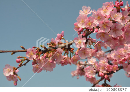 青い空に映える桜の花 青い空に映える桜の花 100808377