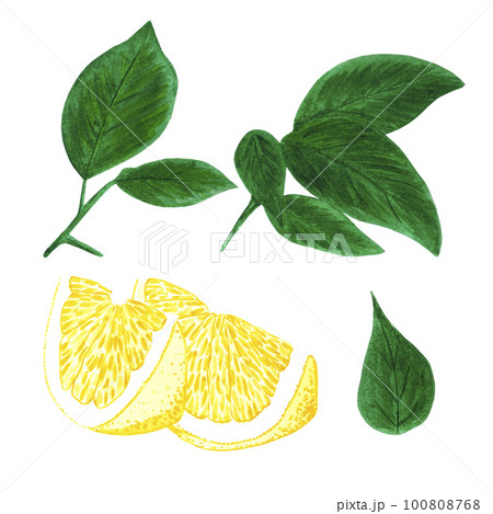 Hand drawn watercolor slice of lemon with green leaves isolated on white background. Scrapbook, post card, banner, lable. 100808768