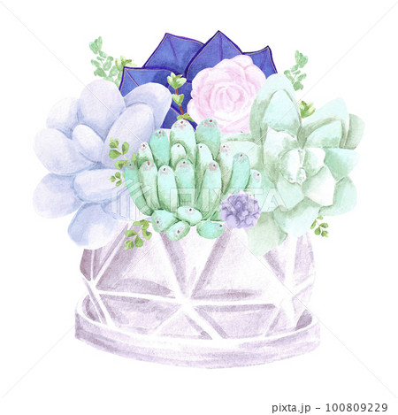 Succulent plants, small and big pots on white Background. Hand drawn Watercolor set. Botanical delicate illustration. Scrapbook design elements. Typography poster, card, label, banner design. Succulent plants, small and big pots on white Background. Hand drawn Watercolor set. Botanical delicate illustration. Scrapbook design elements. Typography poster, card, label, banner design. 100809229