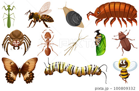 Different kinds of insects collection 100809332