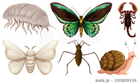 Collection of different insects vector Collection of different insects vector 100809339