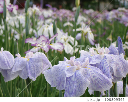 あやめの花 あやめの花 100809565