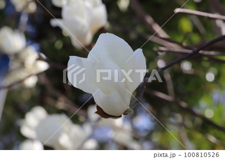 日本の早春の庭に咲く白いモクレン（白木蓮）の花 100810526