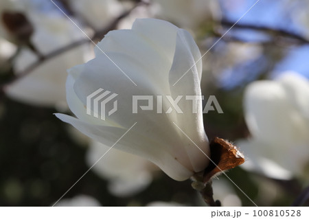 日本の早春の庭に咲く白いモクレン（白木蓮）の花 100810528
