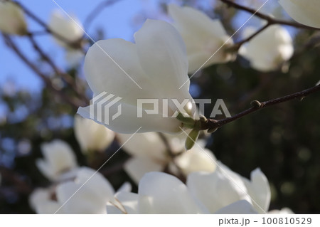 日本の早春の庭に咲く白いモクレン（白木蓮）の花 100810529