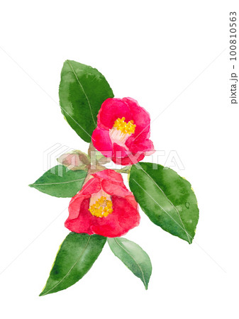 赤い椿の花と蕾の一枝のイラスト【手描き水彩画】白バック 透過背景 100810563