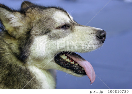 Portrait of a husky dog in profile. A dog with open mouth, fangs visible and tongue sticking out. Wool is fluffy, white and black. Background blue blurred. Isolated. 100810789