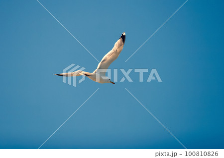 Flying seagull against the blue sky in sunny weather. A bird soars spreading its wings, like an airplane. 100810826
