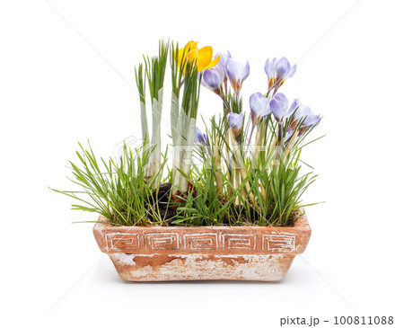 Spring crocuses 100811088