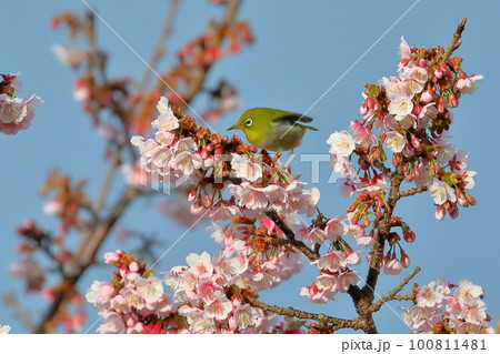 静岡県伊豆市土肥　恋人岬のピンクが鮮やかな早咲きの土肥桜にとまって羽を広げるメジロ 100811481