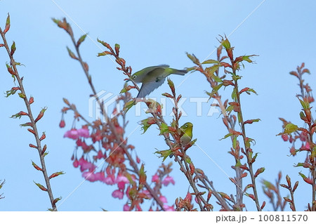 静岡県伊豆市土肥　恋人岬のピンクが鮮やかな早咲きの土肥桜に集まるメジロ 100811570