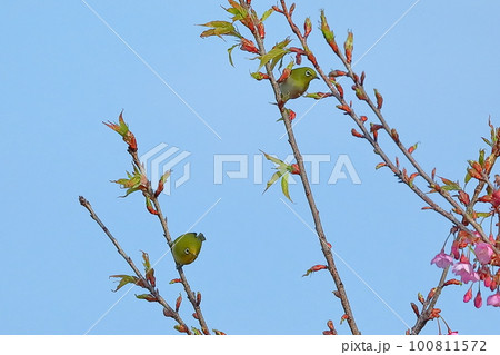 静岡県伊豆市土肥　恋人岬のピンクが鮮やかな早咲きの土肥桜に集まるメジロ 100811572
