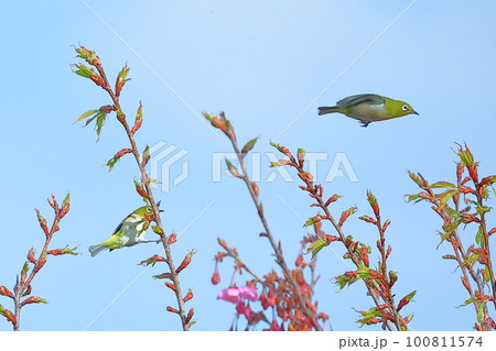 静岡県伊豆市土肥　恋人岬のピンクが鮮やかな早咲きの土肥桜に集まるメジロ 100811574