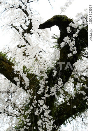 満開の一本桜(犬山市圓明寺) 満開の一本桜(犬山市圓明寺) 100812097
