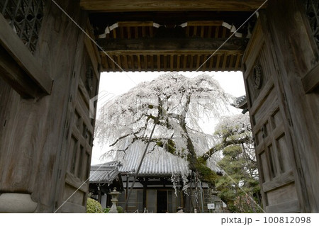 満開の一本桜(犬山市圓明寺) 満開の一本桜(犬山市圓明寺) 100812098