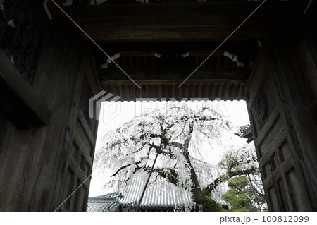 満開の一本桜(犬山市圓明寺) 満開の一本桜(犬山市圓明寺) 100812099