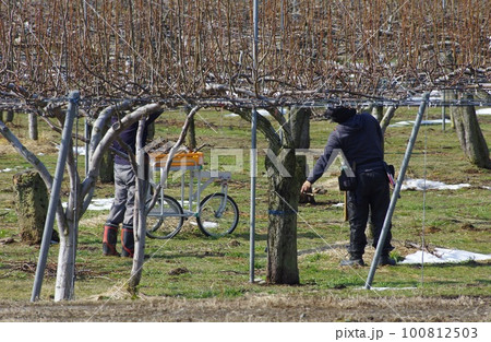 梨の木の剪定　梨の枝の剪定 100812503