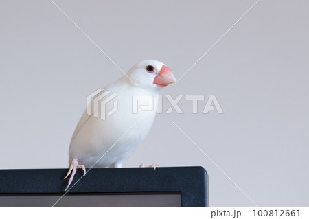 放し飼いの白文鳥のオス 100812661
