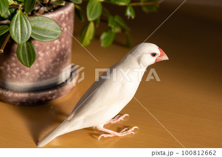 窓から差し込む夕日と白文鳥 100812662