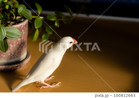窓から差し込む夕日と白文鳥 100812663