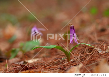 カタクリ 100812744