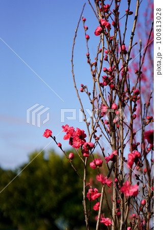 可憐な花モモの花 可憐な花モモの花 100813028