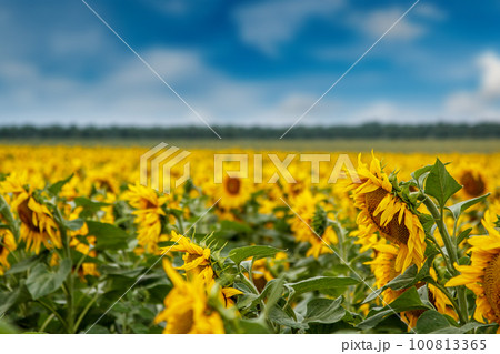 Sunflower plantation 100813365