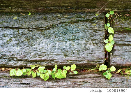 古い木の板の隙間から生える葉 100813904