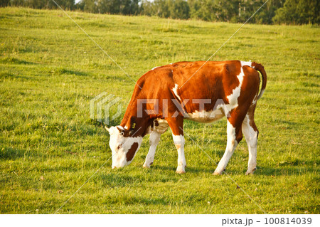 Cow eating 100814039