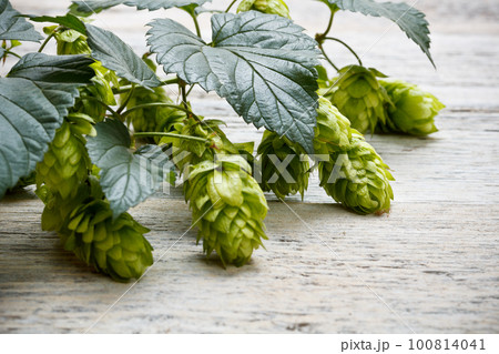 Green plant hops Green plant hops 100814041