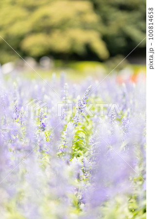春の陽を浴びる紫のラベンダー 100814658