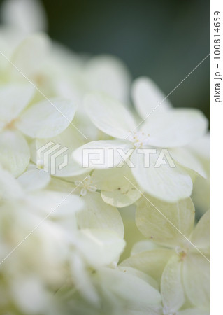 白い紫陽花 100814659