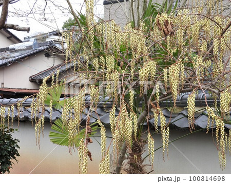 キブシ（木五倍子）の花：全景 100814698
