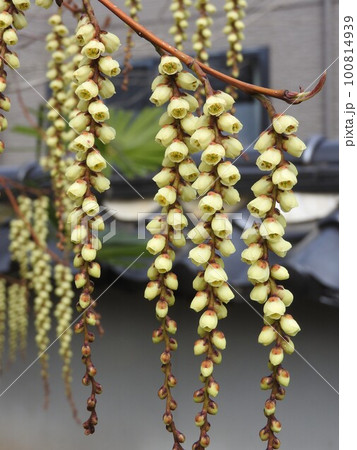 キブシ（木五倍子）の花：雄花 100814939