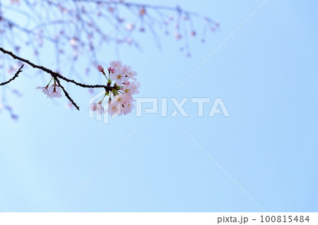 青空と桜の花 100815484