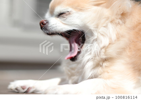 日向ぼっこで眠たいチワワ 100816114